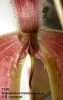 Bulbophyllum masdevalliaceum  (1)